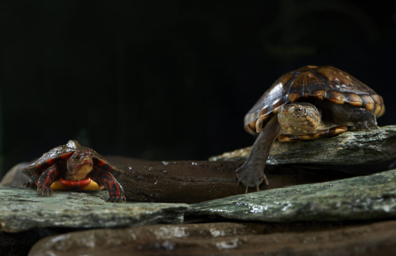Turtles
