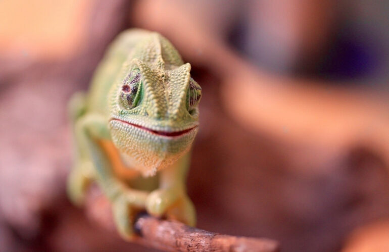 The Secret Life of Chameleons: Discover Their Unique Abilities and Characteristics