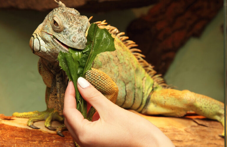 The Secrets Behind Successful Iguana Breeding