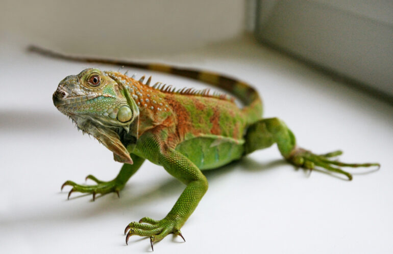 10 Tips to Care for Your Iguana Properly